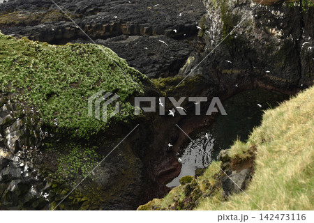 Seabirds nesting on Londrangar cliffs in Iceland 142473116