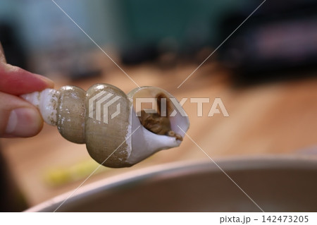 Hand Holding Snail Shell with Internal Contents Hand Holding Snail Shell with Internal Contents 142473205