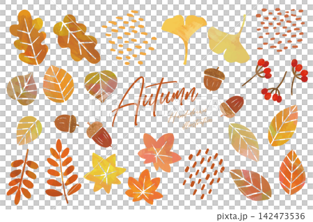 A set of hand-drawn illustrations of autumn leaves, acorns, and nuts. A set of hand-drawn illustrations of autumn leaves, acorns, and nuts. 142473536