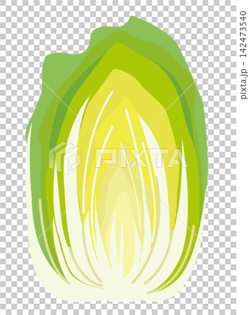 Illustration of a Chinese cabbage cut in half, used as an ingredient in hot pot. 142473540