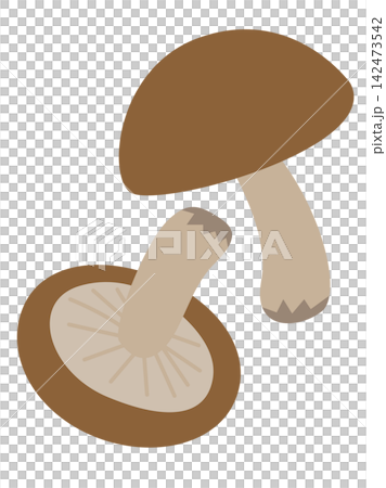 Shiitake mushroom illustration: cap and gills on the underside. Shiitake mushroom illustration: cap and gills on the underside. 142473542