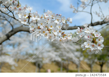 白い桜の花房と枝 白い桜の花房と枝 142473584