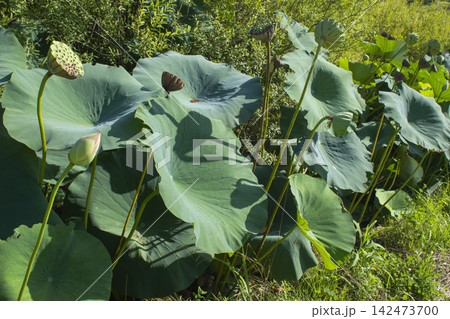 A park with lotus leaves and lotus flowers A park with lotus leaves and lotus flowers 142473700