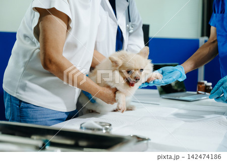 Asian veterinarian examines a cute Pomeranian with its owner at a modern veterinary clinic, highlighting pet healthcare, animal wellness, medical care and compassion. Asian veterinarian examines a cute Pomeranian with its owner at a modern veterinary clinic, highlighting pet healthcare, animal wellness, medical care and compassion. 142474186