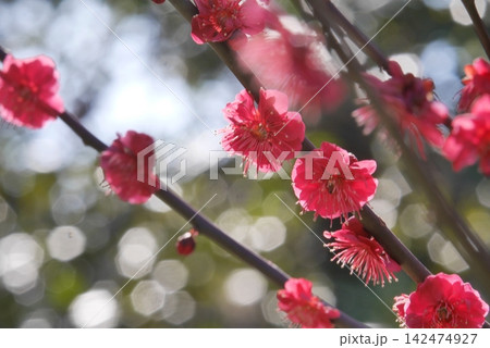 赤い梅の花 赤い梅の花 142474927