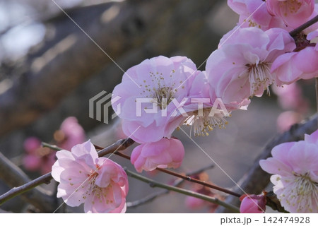 美しい八重咲きの梅の花 美しい八重咲きの梅の花 142474928