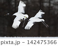雪原の上を舞う2羽のタンチョウ 142475366