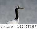 雪原の上のタンチョウ 142475367