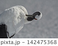 雪原の上で羽繕いをするタンチョウ 142475368