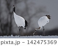 雪原の上の2羽のタンチョウ 142475369