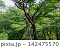 ブナの古木 142475570