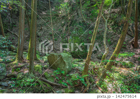 尺治川 尺治の翠影 大阪府交野市 尺治川 尺治の翠影 大阪府交野市 142475614