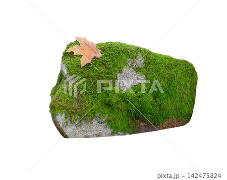 stone covered with moss with maple leaf in autumn isolated on white background stone covered with moss with maple leaf in autumn isolated on white background 142475824