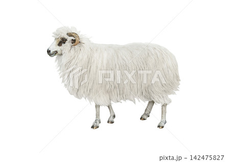 sheep isolated on white background 142475827