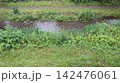 野川 142476061