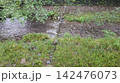野川 142476073