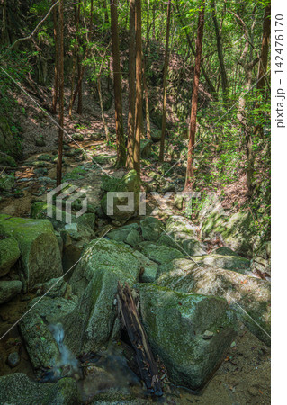 尺治川 尺治の翠影 大阪府交野市 尺治川 尺治の翠影 大阪府交野市 142476170