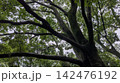 ブナ 142476192