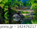 水面に浮かぶカイツブリ 142476217