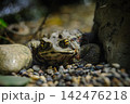 岩場にうずくまるヒキガエル 142476218