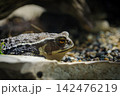 岩場のヒキガエル 142476219