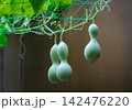 ヒョウタンの実 142476220