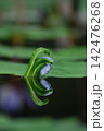水面に映る水生植物の紫色の蕾と美しいリフレクション 142476268