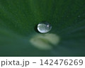 大きな緑の葉の上できらめく一滴の水滴とマクロ撮影 142476269
