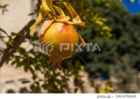 Ripe pomegranate fruits hanging on tree branches in the garden Ripe pomegranate fruits hanging on tree branches in the garden 142476604