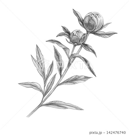 A peony branch with two closed flower buds, a slender stem and leaves. Pencil illustration on a white background. Wedding. Perfect for prints, packaging, tattoo design, invitations, botanical decor. A peony branch with two closed flower buds, a slender stem and leaves. Pencil illustration on a white background. Wedding. Perfect for prints, packaging, tattoo design, invitations, botanical decor. 142476740