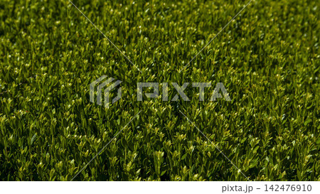Vibrant green hedge leaves under bright sunlight create a dense and rich texture 142476910