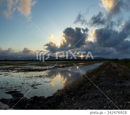Flooded rice fields in Marjal de Pego Oliva Natural Park during May with young sprouts and sunset 142476928