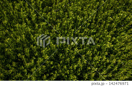 Long boxwood hedge creates a straight border in a garden under bright sunlight during the day 142476971