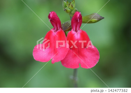 Vibrant red sage flowers Salvia splendens bloom in garden, beautiful macro shot capture detail petal shape nature plant 142477382