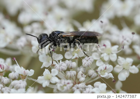 A small black Lindenius albilabris wasp perched on a cluster of delicate white wildflower blossoms in a natural outdoor setting A small black Lindenius albilabris wasp perched on a cluster of delicate white wildflower blossoms in a natural outdoor setting 142477387