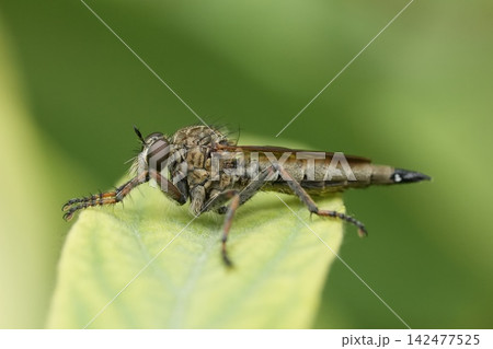 Close-up of a robber fly Asilidae resting on a green leaf, showcasing detailed insect anatomy and macro nature photography Close-up of a robber fly Asilidae resting on a green leaf, showcasing detailed insect anatomy and macro nature photography 142477525