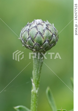 Unopened cornflower bud centaurea scabiosa macro close up showing intricate green bracts pattern detail soft natural light bokeh Unopened cornflower bud centaurea scabiosa macro close up showing intricate green bracts pattern detail soft natural light bokeh 142477528