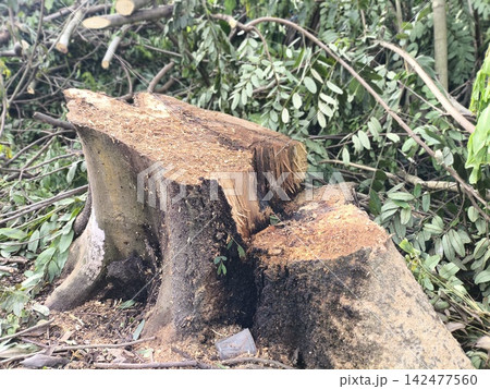Zoom Out Revealing Tree Stump and Forest Debris Zoom Out Revealing Tree Stump and Forest Debris 142477560