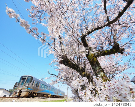 超広角で捉えた桜の木と青空、その脇を走るあいの風とやま鉄道の521系電車(入善町) 超広角で捉えた桜の木と青空、その脇を走るあいの風とやま鉄道の521系電車(入善町) 142478043