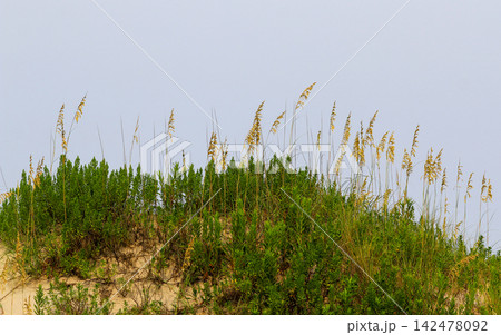 Sand Dunes and Tall Grass in Corolla North Carolina With Clear Sky Above 142478092