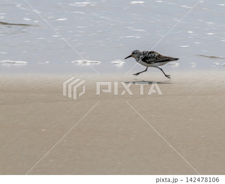 Plover Bird Running Along the Beach in Corolla North Carolina Plover Bird Running Along the Beach in Corolla North Carolina 142478106