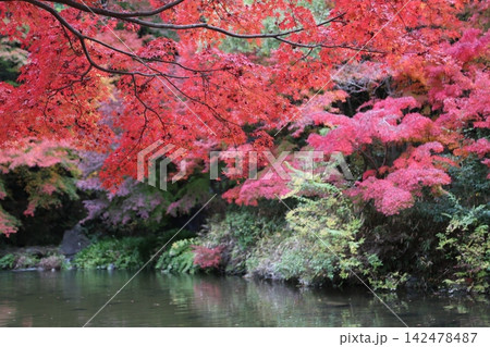 池に映る紅葉 池に映る紅葉 142478487