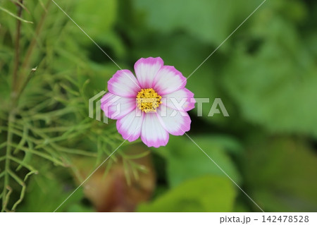 秋に咲くピンクのコスモスの花 秋に咲くピンクのコスモスの花 142478528
