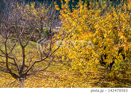 Autumn trees with yellow leaves and bare branches in a backyard carpeted with fallen leaves 142478563