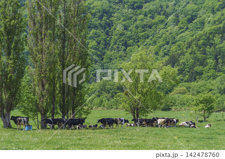 初夏の北海道の牧場で草を食む乳牛たち 緑豊かな牧草地の農業風景 初夏の北海道の牧場で草を食む乳牛たち 緑豊かな牧草地の農業風景 142478760