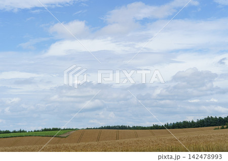 北海道美瑛の収穫を迎える黄金色の麦畑と丘 夏の農業風景 北海道美瑛の収穫を迎える黄金色の麦畑と丘 夏の農業風景 142478993