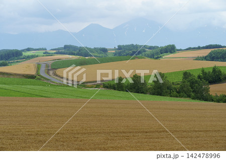 北海道美瑛の収穫を迎える黄金色の麦畑と丘 夏の農業風景 北海道美瑛の収穫を迎える黄金色の麦畑と丘 夏の農業風景 142478996