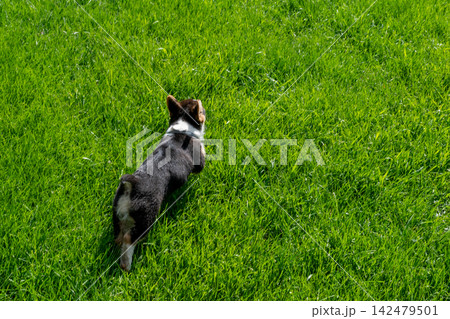 A young playful corgi puppy playing in the backyard. A young playful corgi puppy playing in the backyard. 142479501