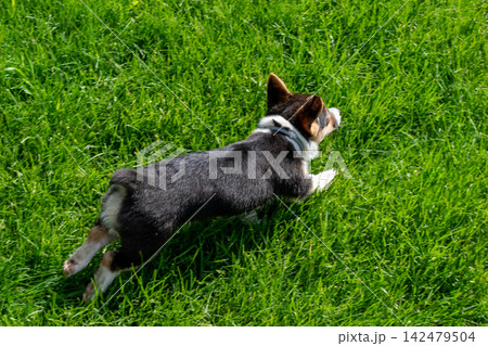 A young playful corgi puppy playing in the backyard. 142479504