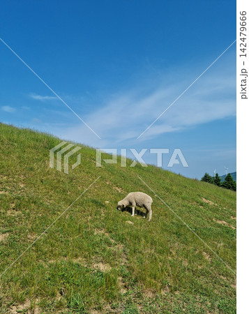 These are sheep on the meadow. These are sheep on the meadow. 142479666
